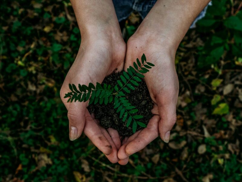 Cupped hands holding a plant and some earth.