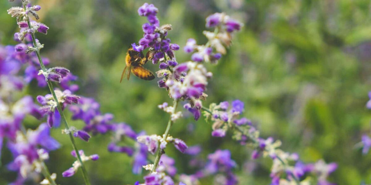 A bee on a flower.