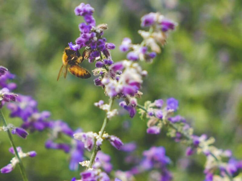 A bee on a flower.