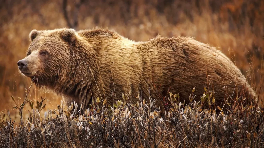 A grizzly bear in the wild.