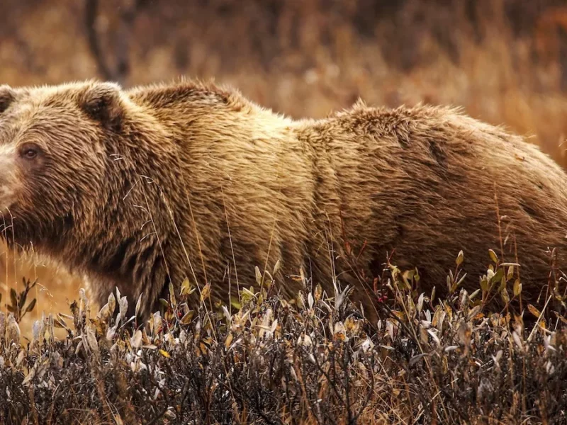 A grizzly bear in the wild.