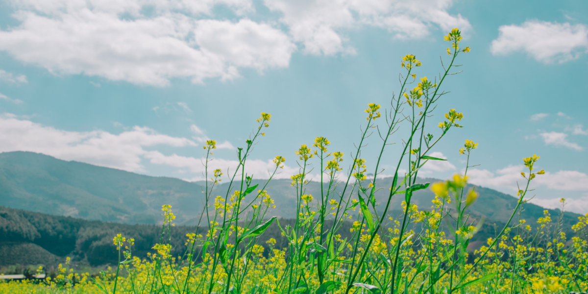 An image of a peaceful field surrounded by mountains and blue skies.