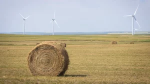 Wind-powered electricity generators and haybales at the Blackspring Ridge Wind Project in Vulcan County east of Carmangay, Alberta.