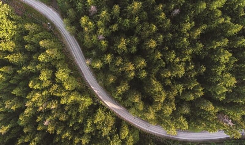 An overhead image of a forest. British Columbia’s forestry workers will take part in the Union of B.C. Municipalities conference as part of a campaign to strengthen and secure good paying jobs in the industry.
