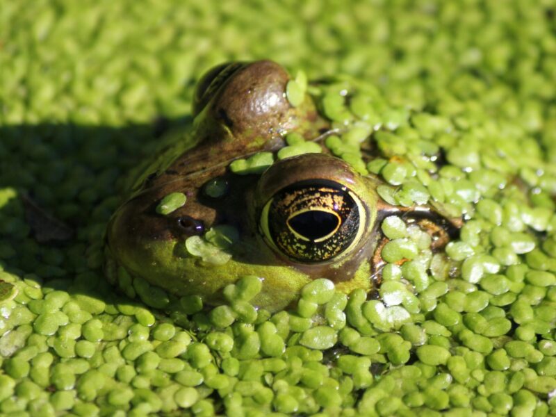 An image of a frog peeking through the surface of some water.