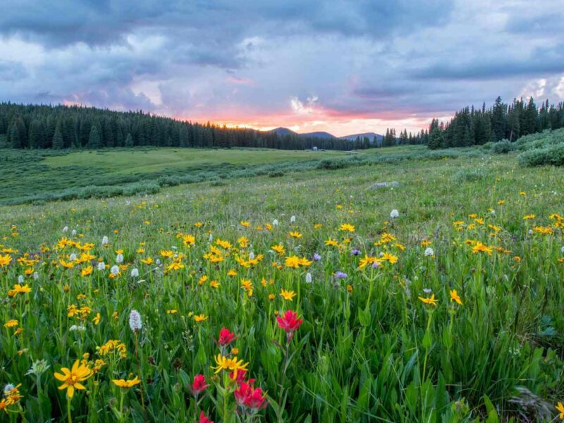 Some of the fields, flowers, and forests of beautiful nature.