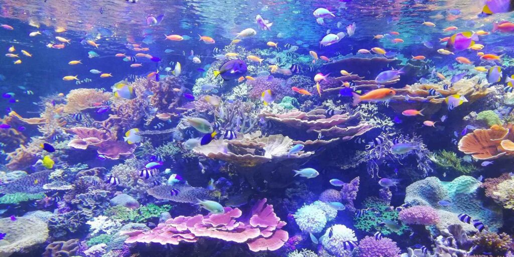 Fish in a coral habitat in an aquarium in Nagoya, Japan.