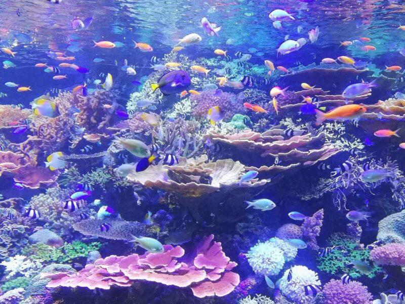 Fish in a coral habitat in an aquarium in Nagoya, Japan.