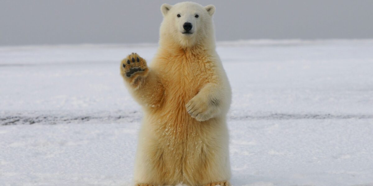 A polar bear waving to the camera.