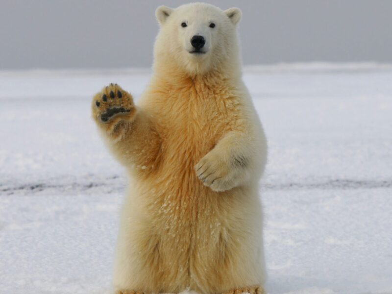 A polar bear waving to the camera.