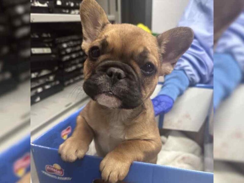 Clementine, an eight-week-old puppy in the care of the Toronto Human Society.