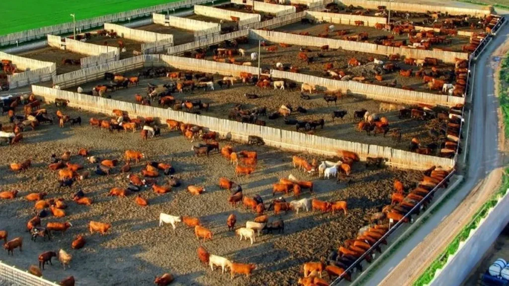 A cattle feedlot in Alberta.