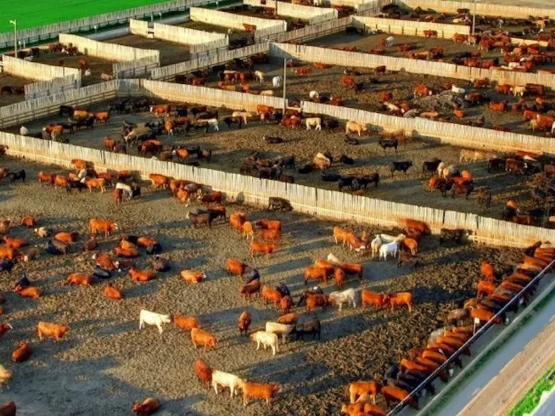 A cattle feedlot in Alberta.