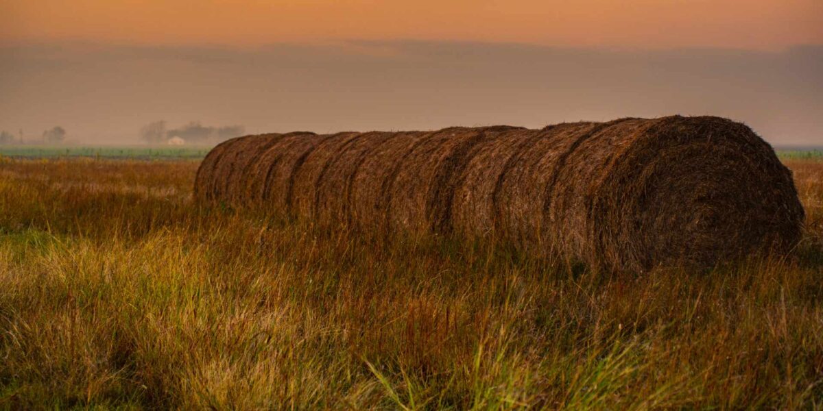 Hay is one possible source for sustainable aviation fuels.