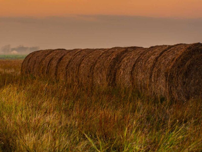 Hay is one possible source for sustainable aviation fuels.