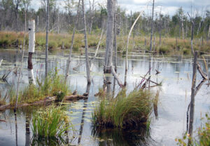 A wetland within the Grand River Conservation Authority area, which includes Wellington County.