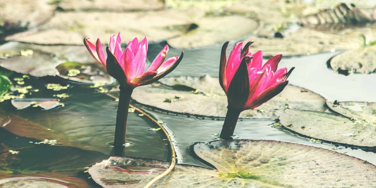 Flowers sprouting from lily pads.