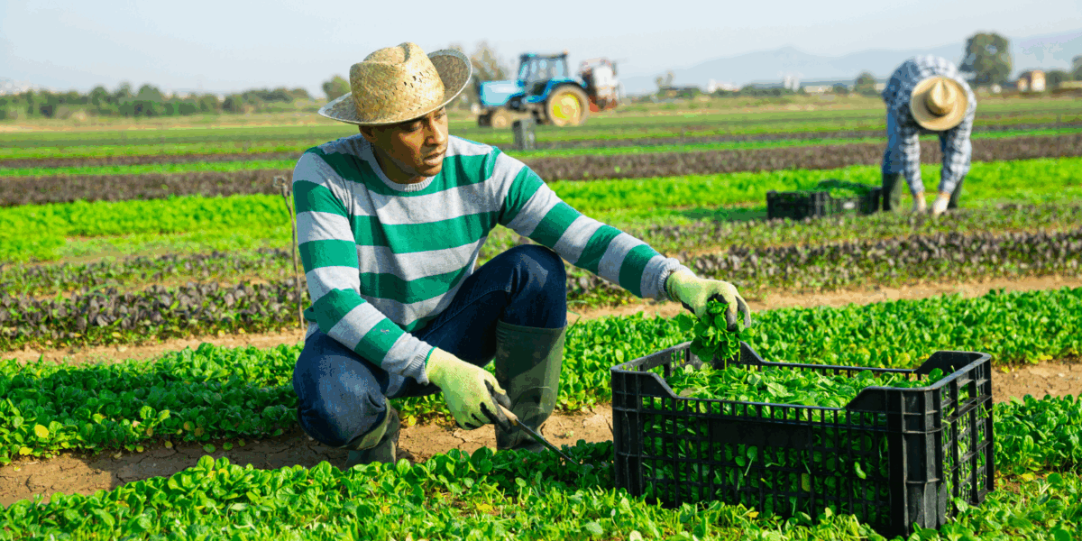 A worker in a farming field.