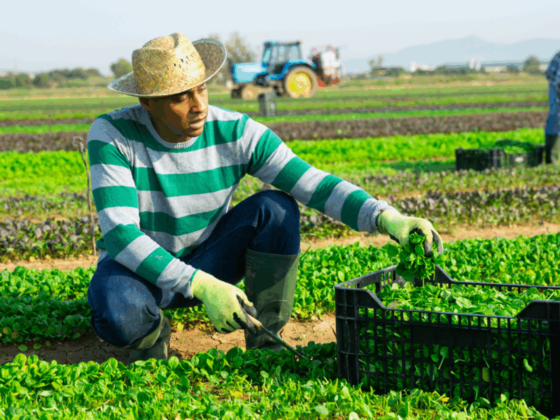 A worker in a farming field.