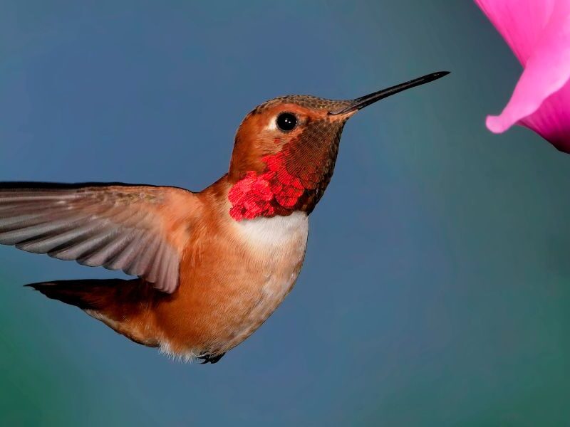An image of a hummingbird near a flower. Birding can be a way to connect with nature, according to Scott Holland from Sara Frances Designs.