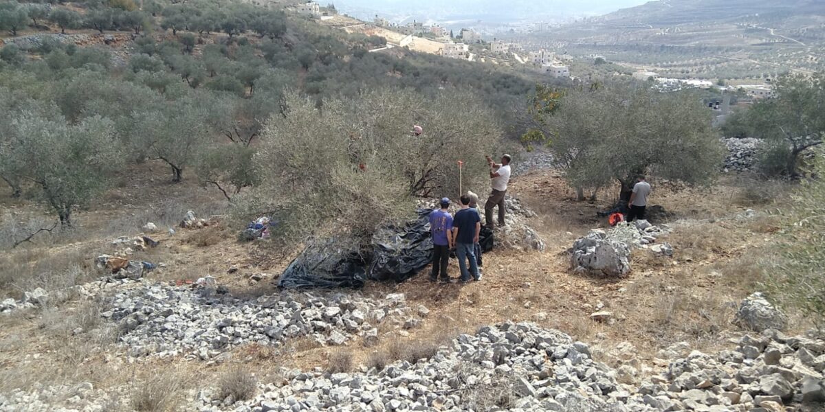 Volunteers helping with the olive harvest in the Palestinian village of Burin.