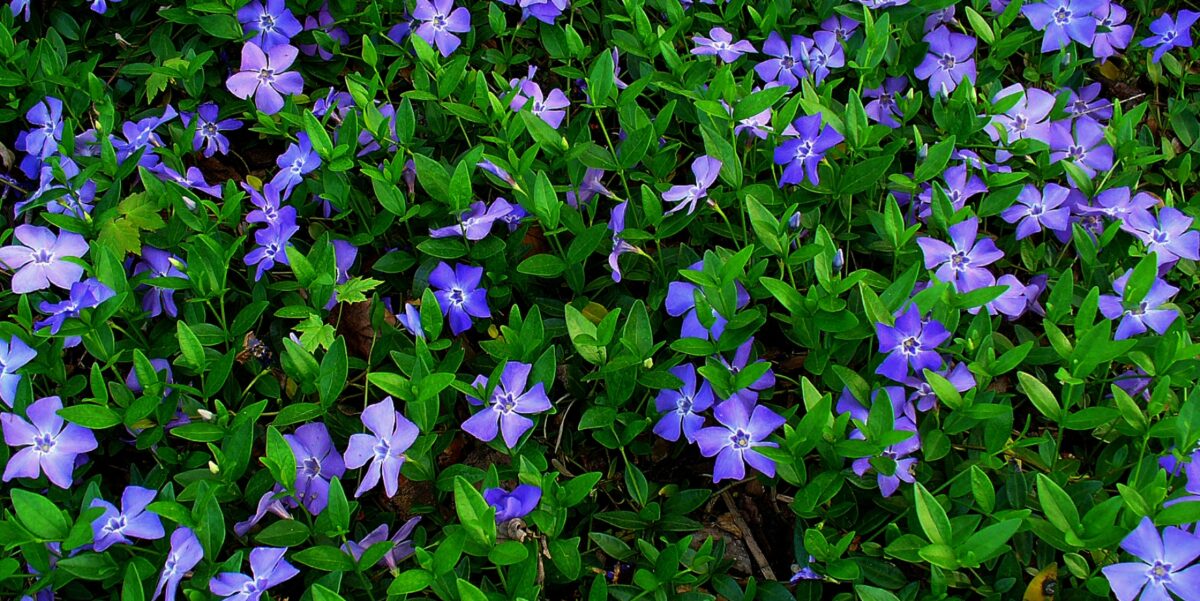 Perwinkle is a non-native plant species in Ontario.