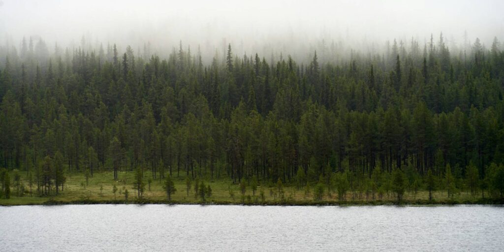 A boreal forest with cloud cover on the edge of a body of water.
