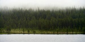 A boreal forest with cloud cover on the edge of a body of water.