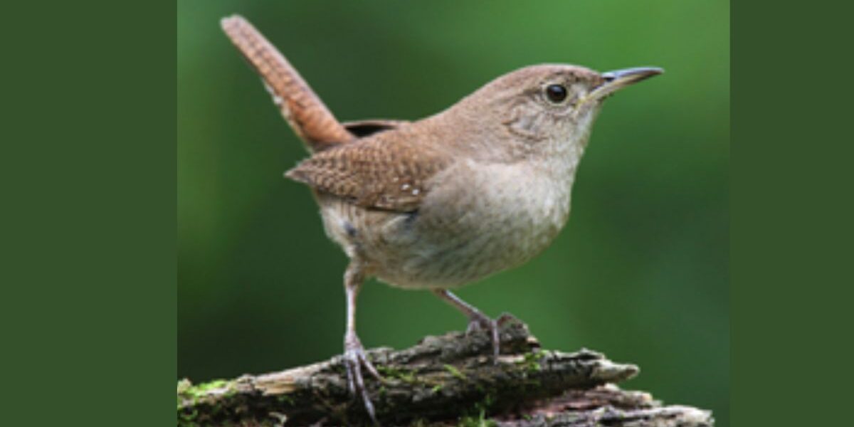 An image of a North American Wren.