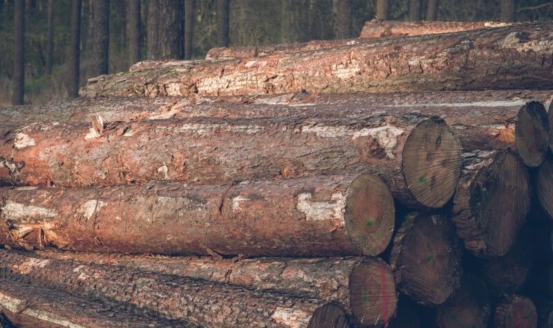 An image of a pile of logs. Canada’s largest private sector union, Unifor, wrote to Minister of Industry Melanie Joly to ask that it be invited to join and participate in the Canadian Forest Sector Transformation Task Force.