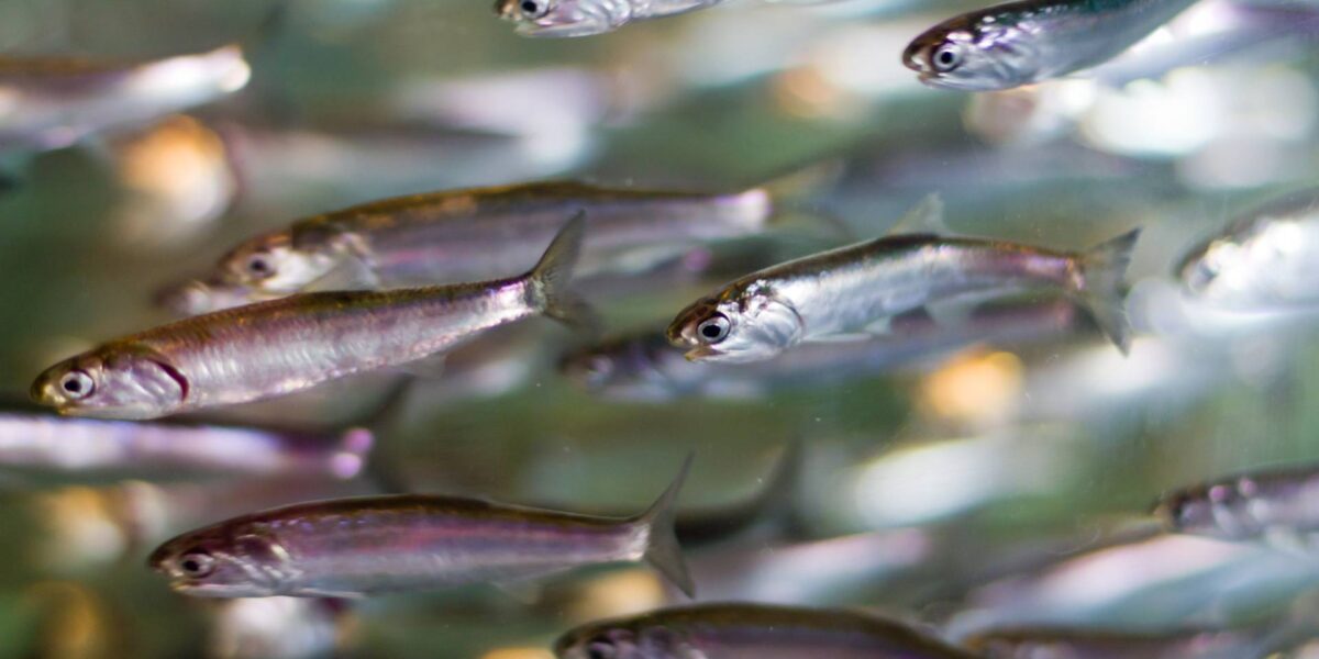 A school of anchovies.