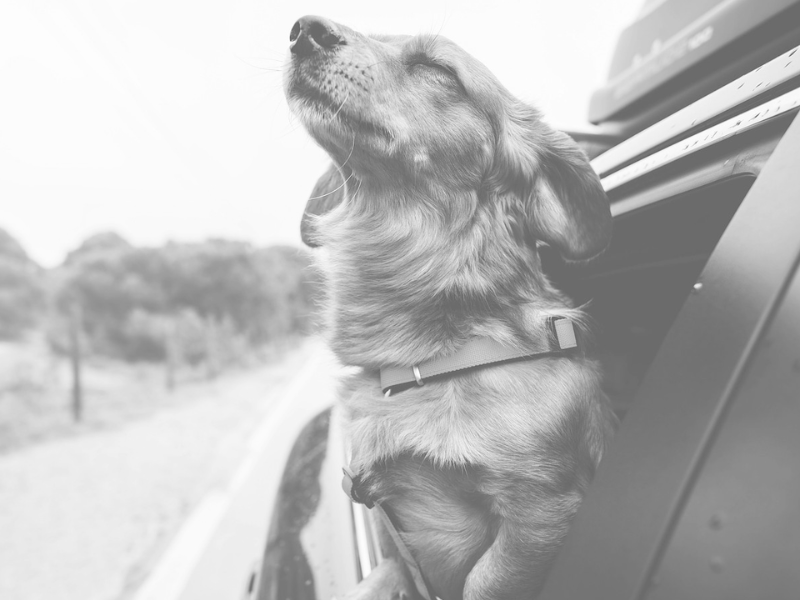 A black-and-white image of a dog sticking its head out of a moving car's window.