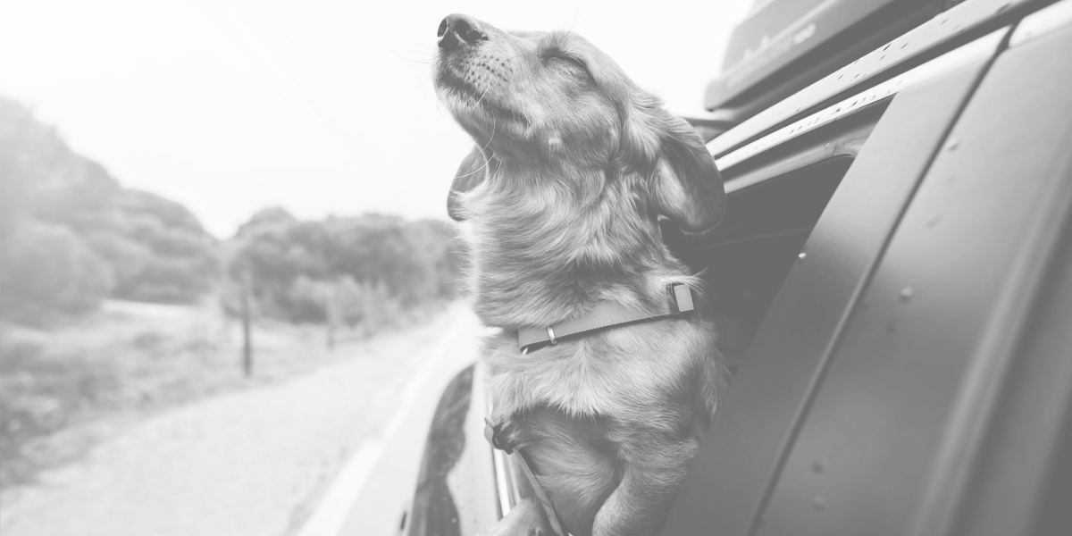 A black-and-white image of a dog sticking its head out of a moving car's window.