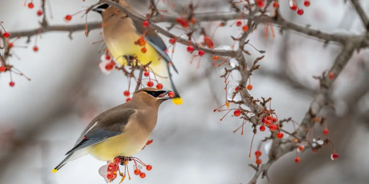 An image of two birds on the bare winter branches of a tree. By providing shelter in fall, you can help local wildlife survive the cold temperatures and scarce food supply that lie ahead in winter – and it’s easy!