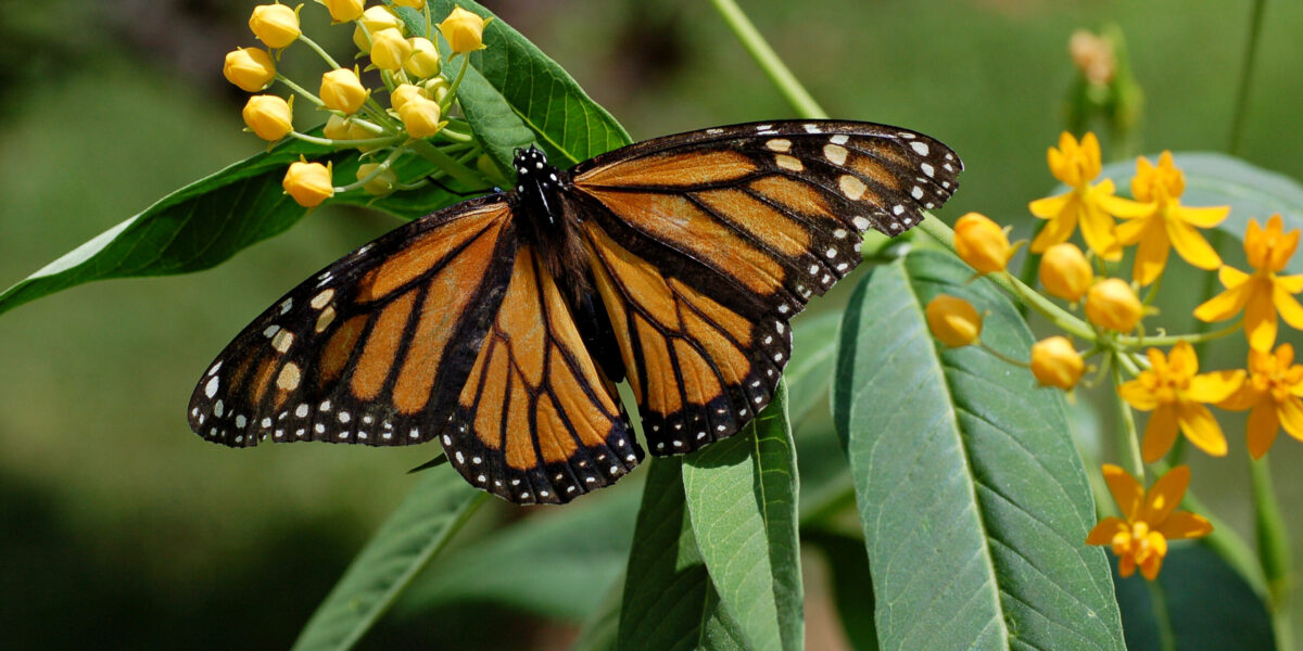 A monarch butterfly.