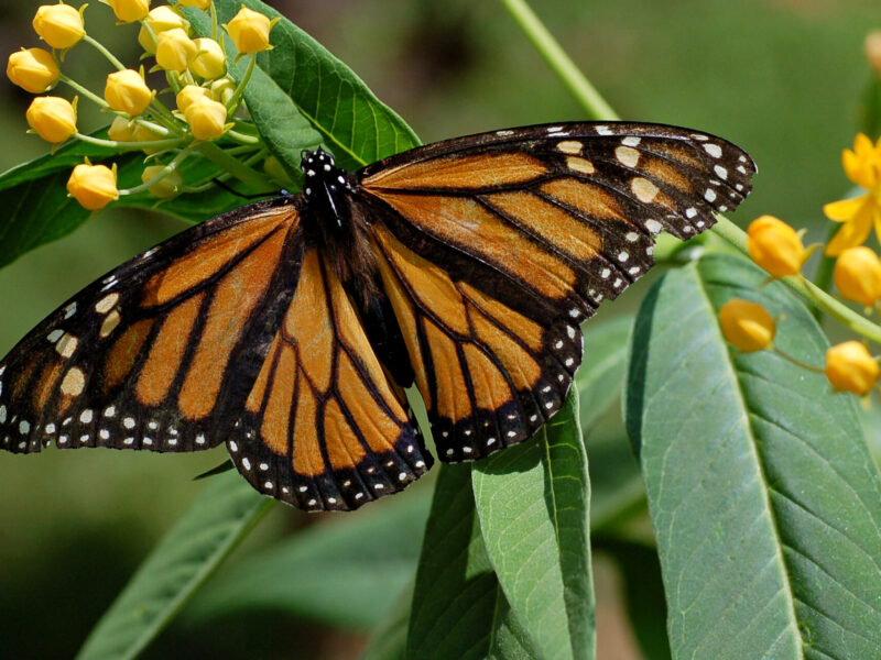 A monarch butterfly.