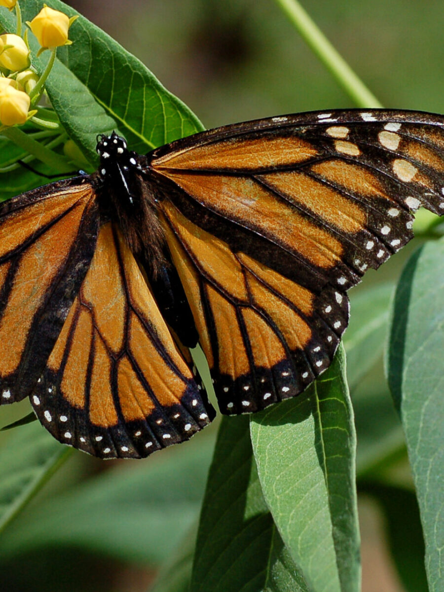 Where joy grows: Bringing butterflies home