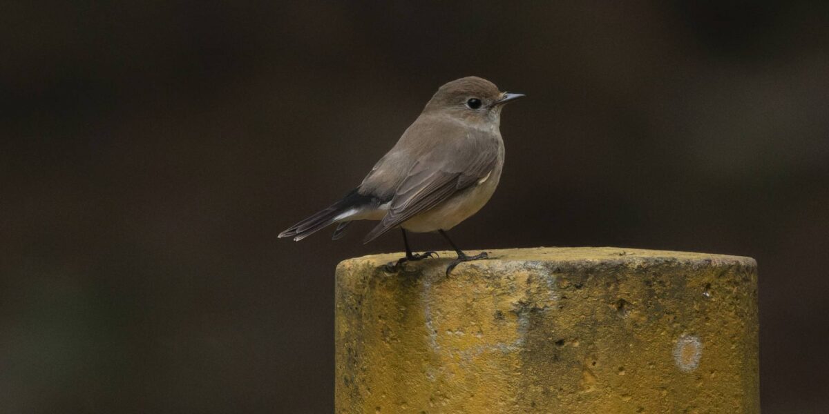 A taiga flycatcher.