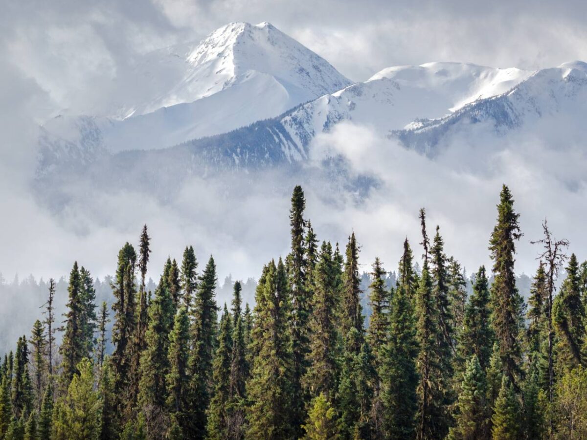 National security means halting and reversing nature loss