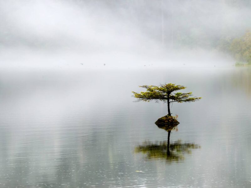 A lonely tree floating in Fairy Lake near Vancouver Island, BC.