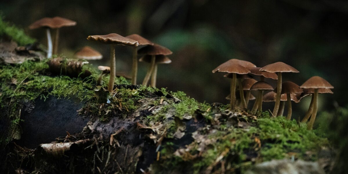 Mushrooms growing in a forest.