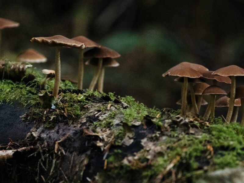 Mushrooms growing in a forest.