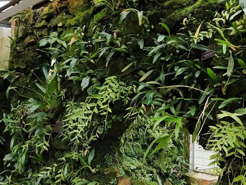 An image of the plants that make up a living wall.