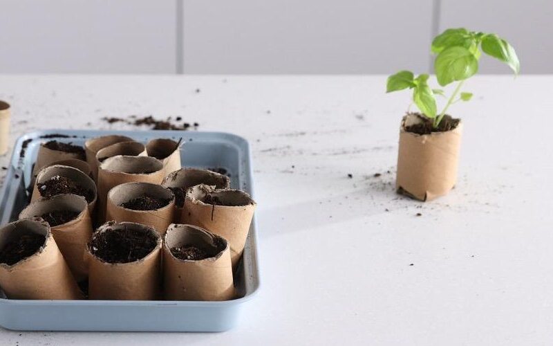 An image of biodegradable pots for planting.
