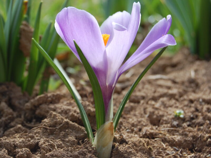 A flower growing in soil.