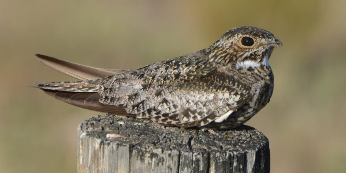 A common nighthawk, a "common" species that is now at risk.