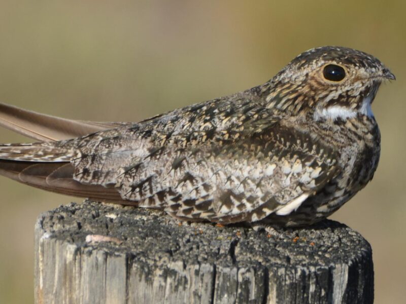 A common nighthawk, a "common" species that is now at risk.